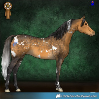 Horse Color:White Spotted Buckskin 