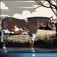 Horse Color:Brown Sabino Splash