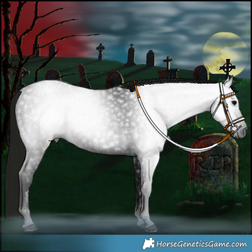 Horse Color:Gray Black