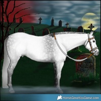 Horse Color:Gray Black