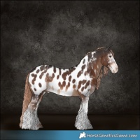 Horse Color:Liver Chestnut Sabino Appaloosa 