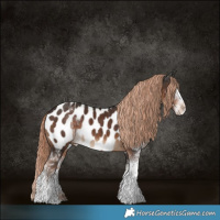 Horse Color:Liver Chestnut Sabino Appaloosa 