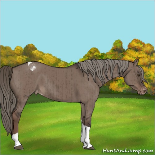 Horse Color:Liver Red Dun Mushroom Tobiano Appaloosa Brindle 