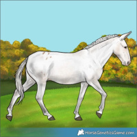 Horse Color:Silver Brown Dun Appaloosa 