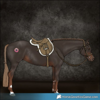 Horse Color:Liver Chestnut Rabicano 