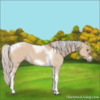 Horse Color:Silver Bay Dun Sabino Tobiano Frame Rabicano 
