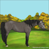 Horse Color:Gray Grullo 
