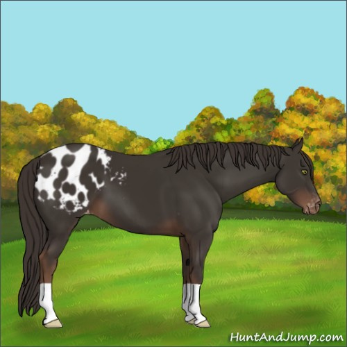 Horse Color:Liver Chestnut Appaloosa