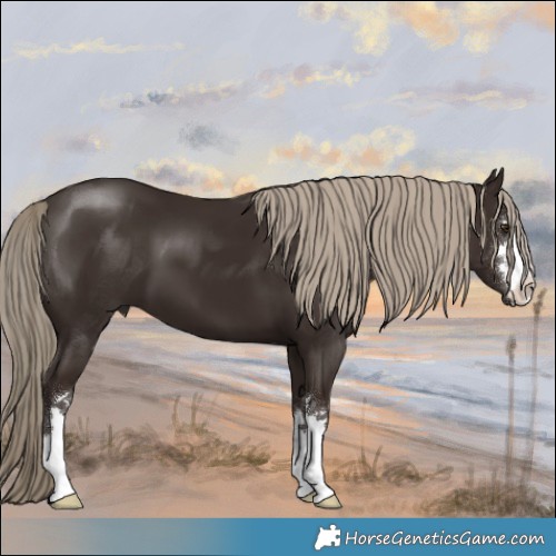 Horse Color:Liver Chestnut 