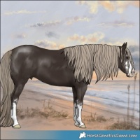 Horse Color:Liver Chestnut