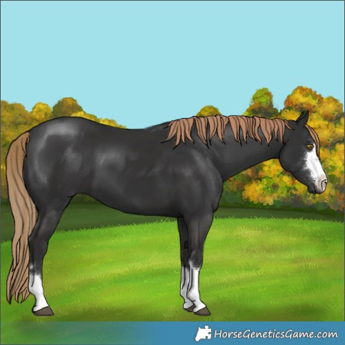 Horse Color:Liver Chestnut 