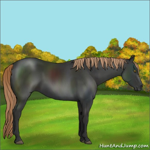Horse Color:Liver Chestnut 