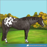 Horse Color:Liver Chestnut Appaloosa