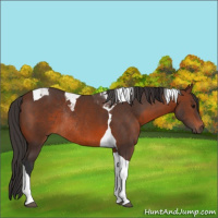 Horse Color:Brown Tobiano Rabicano