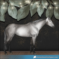 Horse Color:Gray Grullo 