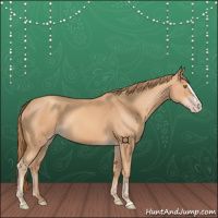 Horse Color:Gold Champagne Splash 