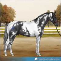 Horse Color:White Spotted Black Tobiano 
