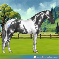 Horse Color:White Spotted Black Tobiano 