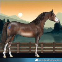 Horse Color:White Spotted Liver Chestnut 