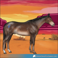 Horse Color:Liver Chestnut 