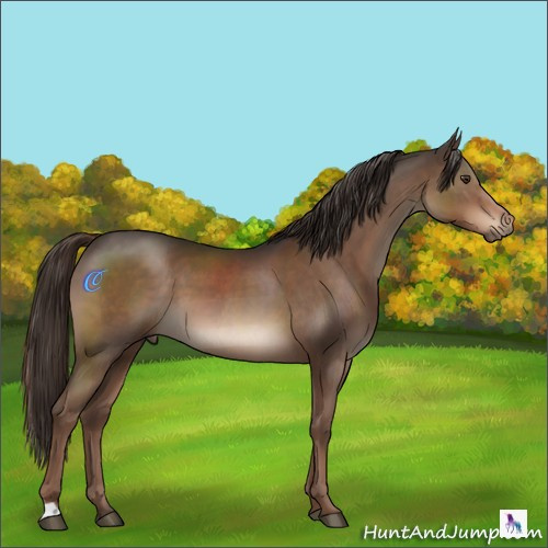 Horse Color:Liver Chestnut 