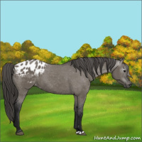 Horse Color:Gray Grullo Appaloosa 