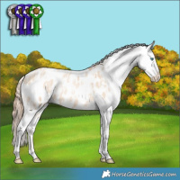 Horse Color:Gold Champagne Pearl Dun Appaloosa Rabicano  and Gold Champagne Pearl Dun Appaloosa Rabicano 
