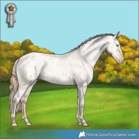 Horse Color:Gold Champagne Pearl Dun Appaloosa Rabicano  and Gold Champagne Pearl Dun Appaloosa Rabicano 