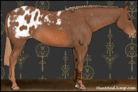 Horse Color:Chestnut Blanket 