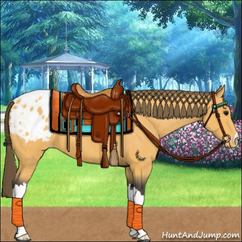 Horse Color:Buckskin Appaloosa 