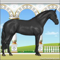 Horse Color:Black 