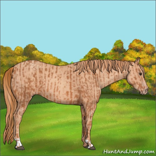 Horse Color:Chestnut and Gold Champagne