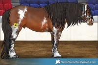 Horse Color:Bay Sabino