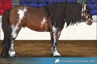 Horse Color:Bay Sabino 