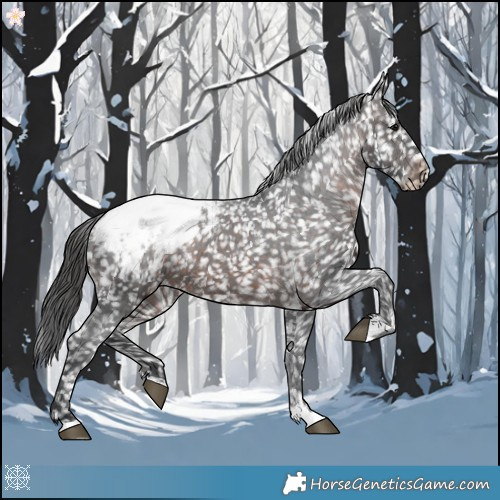 Horse Color:Brown Appaloosa 