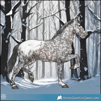 Horse Color:Brown Appaloosa 