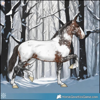 Horse Color:Brown Appaloosa 