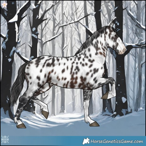 Horse Color:Brown Appaloosa 