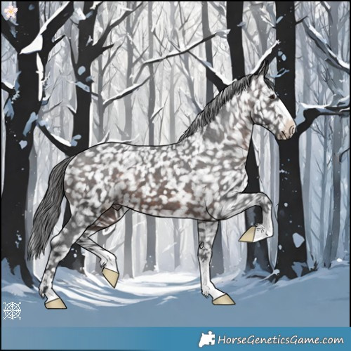 Horse Color:Brown Appaloosa 