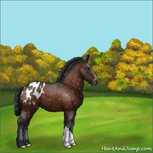 Horse Color:Bay Appaloosa 