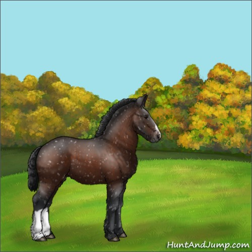 Horse Color:Bay Appaloosa 