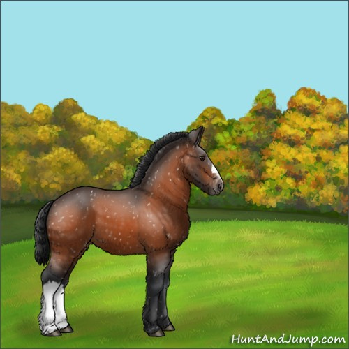 Horse Color:Bay Appaloosa 