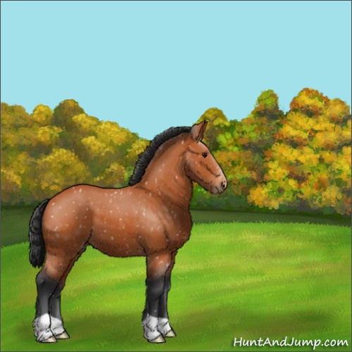 Horse Color:Bay Appaloosa 