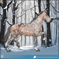 Horse Color:Bay Appaloosa 
