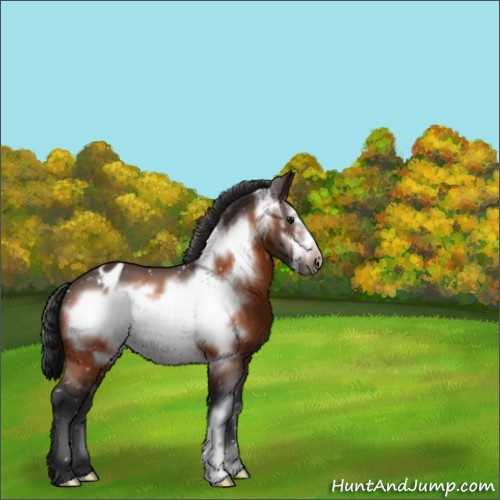 Horse Color:Bay Frame Appaloosa 