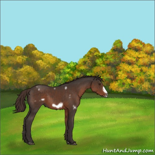Horse Color:White Spotted Liver Chestnut Frame Rabicano 