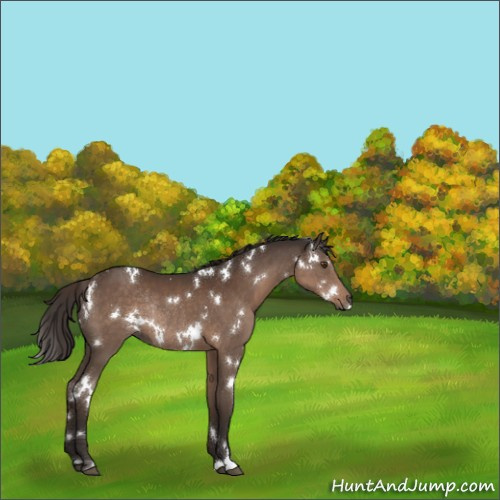 Horse Color:White Spotted Liver Chestnut Rabicano 