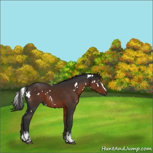 Horse Color:Gray White Spotted Liver Chestnut Rabicano 