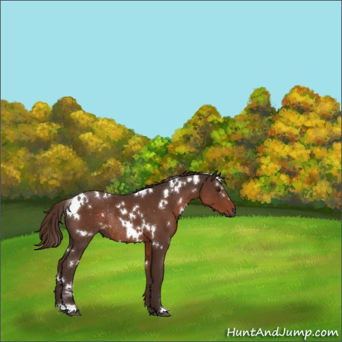 Horse Color:White Spotted Liver Chestnut Rabicano 