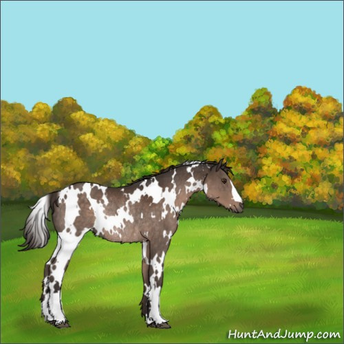 Horse Color:White Spotted Liver Chestnut Rabicano 